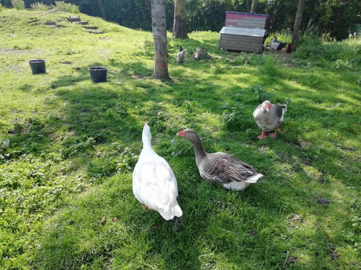 Le Gite Du Chtihameau Avec Piscine Interieure Privative, Selon Date Bassee Esterno foto